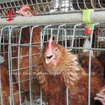 4 Tiers Layer Chicken Battery Cages Automatic In Uganda Ada