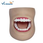 Unbreakable Dental Study Models