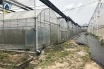 Vegetables Multi Span Agricultural Greenhouse Plant Plastic Film Greenhouse