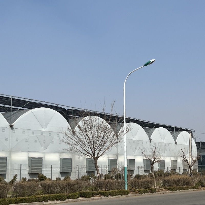 Water Pipe Agricultural Greenhouse for Vegetable Production