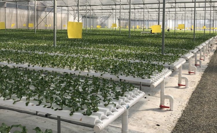 Agricultural Lettuce Hydroponic Growing System NFT Vertical Hydroponic System