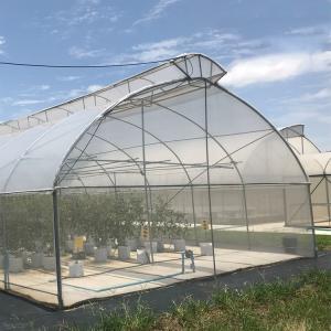 Quality Thailand Multi Span Automatic Vent Greenhouse Electric Tropical Climate Controlled wholesale