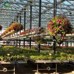 Toughened Clear Glass Flower Greenhouse Customized With Automatic Systems