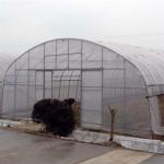 100 Micron PE Film Greenhouse Single Layer Plastic Tunnel Greenhouse