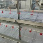 Layer Chicken Cage And Water System For 10000 Birds Poultry Farm House Equipment