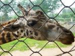 Durable Stainless Steel Zoo Mesh , animals cage Wire ropeMesh For Giraffe