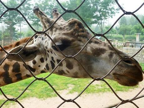 Durable Stainless Steel Zoo Mesh , animals cage Wire ropeMesh For Giraffe