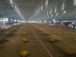 Prefab Steel Structure Chicken House Fireproof Farm Steel Frame Building