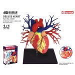 20 Parts 4d Anatomical Heart Model For Medical Teaching