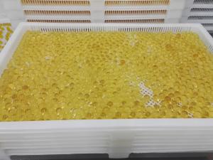 Quality Food Grade Plastic Drying Trays Pharmaceutical Drying For Softgel Capsules and paintball wholesale