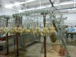New Design Chicken Plucking Machine With Great Price