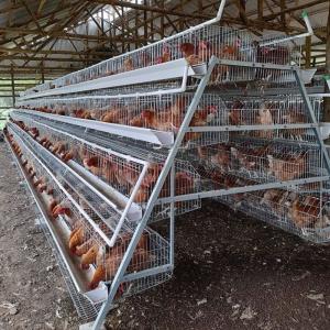 Quality Automatic Layer Poultry Equipment A Type Battery Egg Layer Chicken Wire Cages wholesale