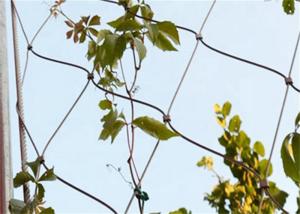 China 100*100mm Wire Rope Mesh Green Plant Climbing Ss304 on sale
