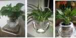 Water culture hydroponic plant glass transparent glass vase container green