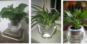 Quality Water culture hydroponic plant glass transparent glass vase container green planter round fish tank water plant plants wholesale