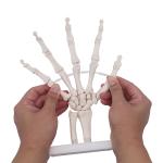 Human Life Size 3d Hand Skeleton Mode Flexible For Medical Demonstration
