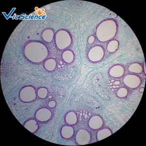 Quality Commercial Prepared Microscope Slides Animal And Plant Mix Suit 50pcs wholesale