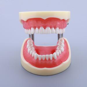 Quality Waxless Medical Simulation Pvc Anatomical Human Tooth Model wholesale