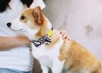 Cute Blue Black Custom Christmas Dog Bowtie Collar Wedding 5.12 Inch 13cm