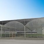 Transparent Glass Tunnel Multispan Greenhouse Plant Cultivation