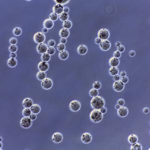 Quality Fe3O4 Magnetic Agarose Beads For Protein Purification 20% Volume Ratio 50 mL wholesale