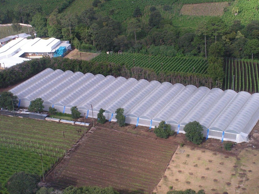 Used Container Tomato Greenhouse PE Material Optional Ventilation System