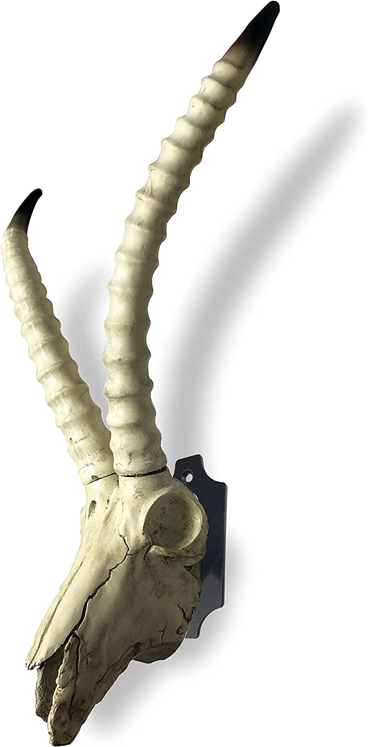 Skull Hook for Deer Mule Antelope Coyote and Small Game Animals Wall Mount Bracket Hangers