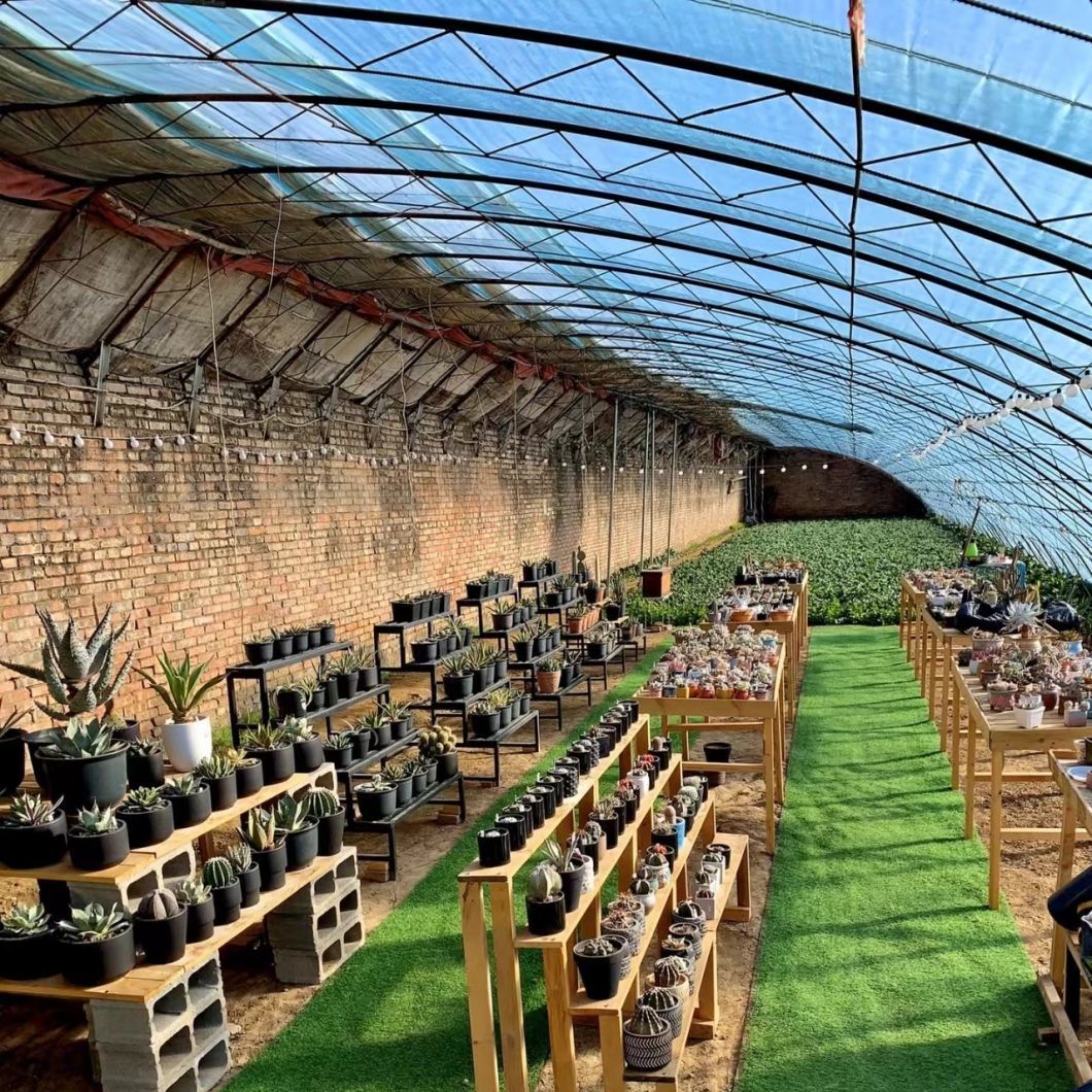 Aquaculture Seeding Breening Sunlight Greenhouse