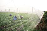 hot sale 70g 16mesh 2.5x30yards Pest Exclusion Greenhouse Plastic Net