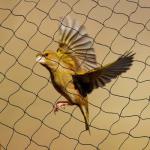 Anti Bird Net Making Agricultural Netting Machine Raschel Weaving Equipment