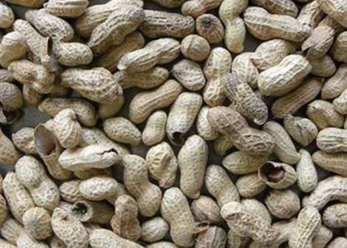 Recyclable 7 Channels Peanut Color Sorter , Cashew Nut Sorting Machine