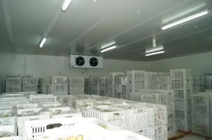 Quality Supermarket / Restaurant / Hotel Freezer Cold Storage Frozen Food Cold Room wholesale