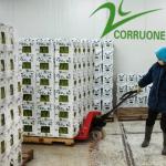 Polypropylene Fruit Corrugated Boxes Polyethylene Asparagus Box