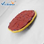 Professional Human Anatomical Model Medical Placental Model Attached To
