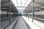 Prefabricated Steel Structural Warehouse Workshop Steel Cowshed And Construction