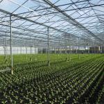 6x10 6ft X 4ft Intelligent Commercial Agricultural Glass Greenhouse For Flowers