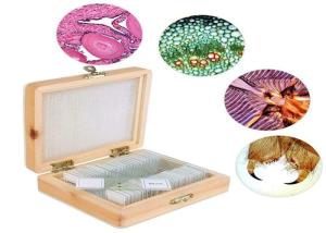 Quality Professional 30pcs Human Tissue Microscope Slides For Medical Education wholesale