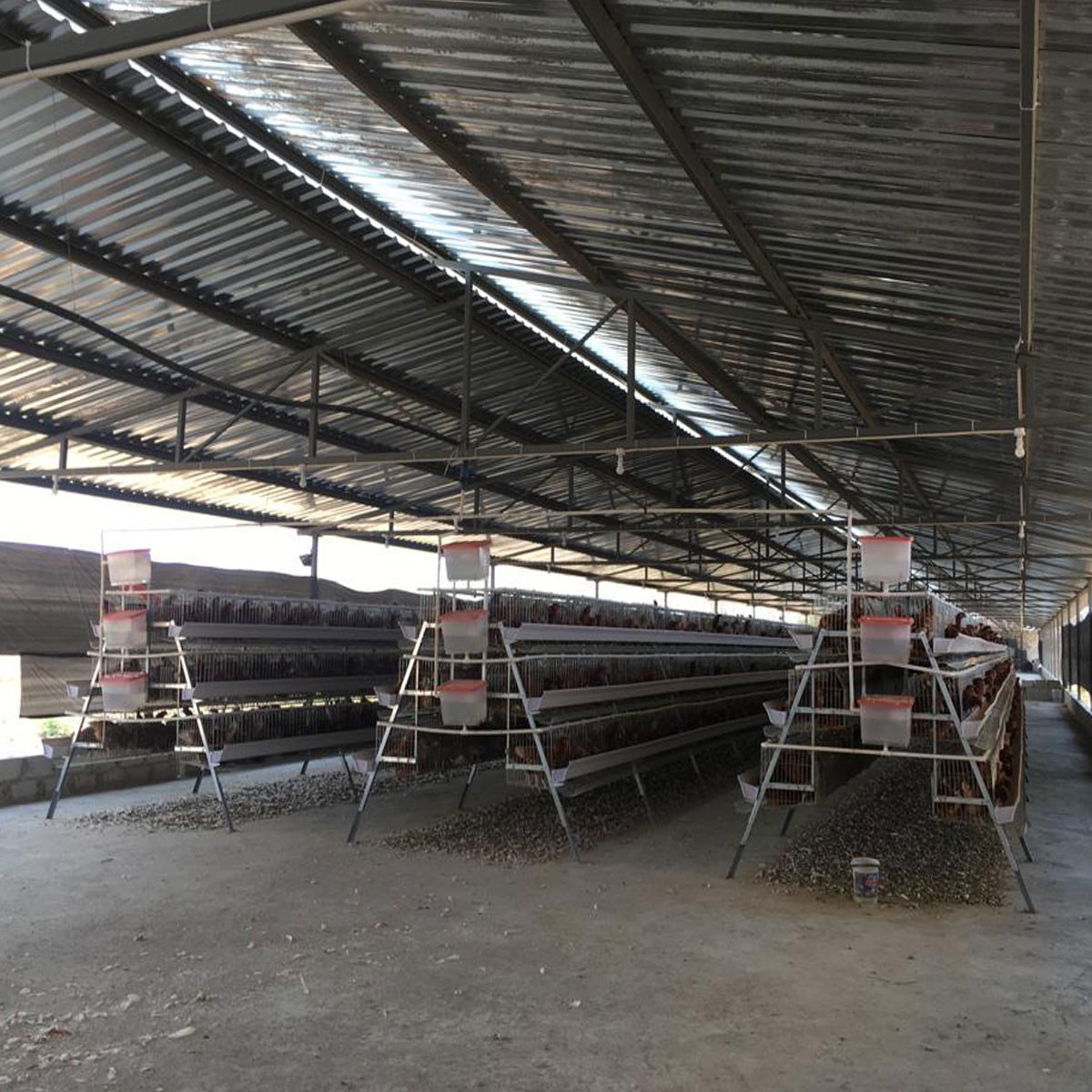 160 Birds Egg Layer Chicken Cage A Type Equipments For Poultry Farms