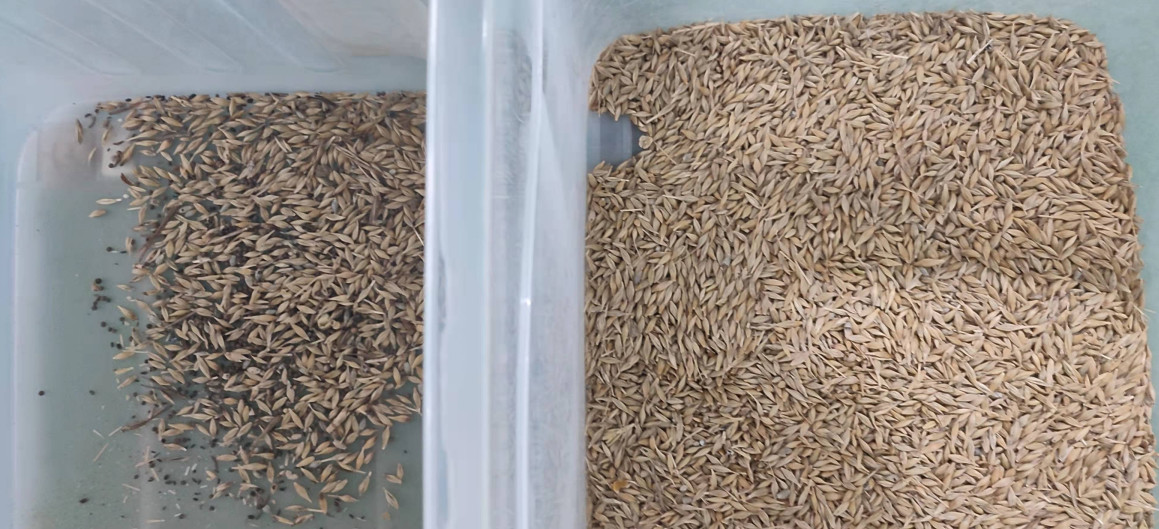 Wheat Paddy Corn Soybean Grain Color Sorter Machine High Precision
