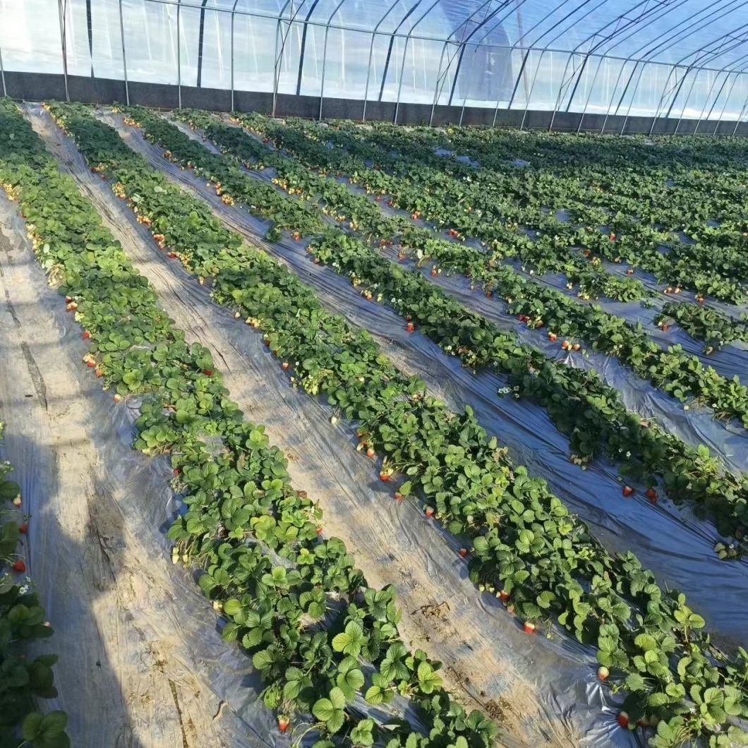 Large Scale Farming Hydroponics Growing System Greenhouse