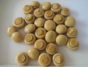 Quality Canned Mushroom wholesale