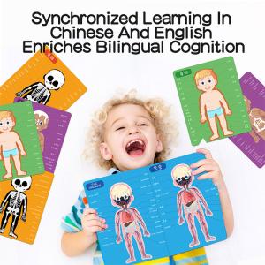 Quality Children Education Magnetic Jigsaw Puzzle For Human Body Cognition wholesale