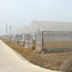Hydroponic Poly Film Multi Span Greenhouse
