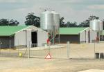 Easy Install Prefabricated Steel Frame Houses Fully Automated Chicken Farming