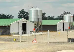 Quality Easy Install Prefabricated Steel Frame Houses Fully Automated Chicken Farming Equipment wholesale