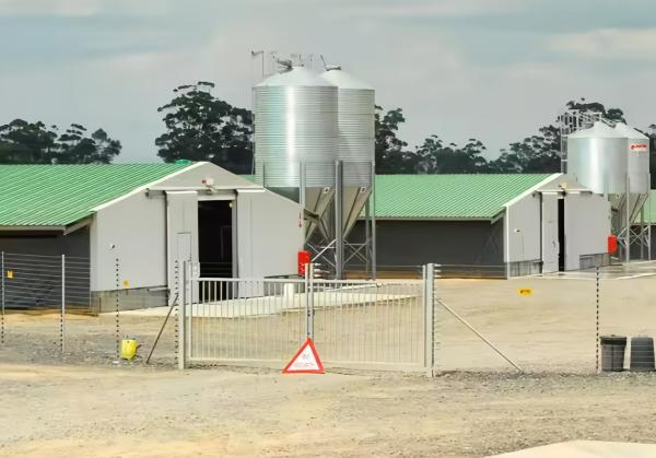 Easy Install Prefabricated Steel Frame Houses Fully Automated Chicken Farming