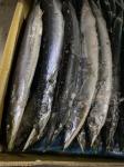 Cololabis Saira Sea Frozen Pacific Saury All Size