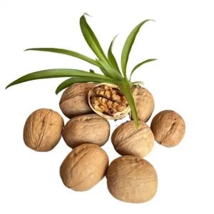Quality wholesale high-quality Xinjiang walnuts shelled walnuts with cheap price Amazon’s best-selling products wholesale