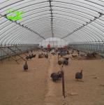 Film Covered Agricultural Tunnel Greenhouse for Growing Vegetables Fruits and
