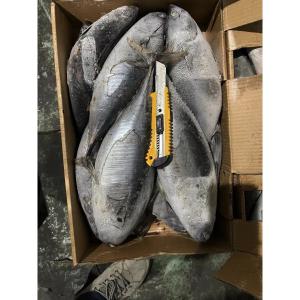 Quality New Stock Tuna Whole Round 500g Sea Frozen Bonito Fish wholesale